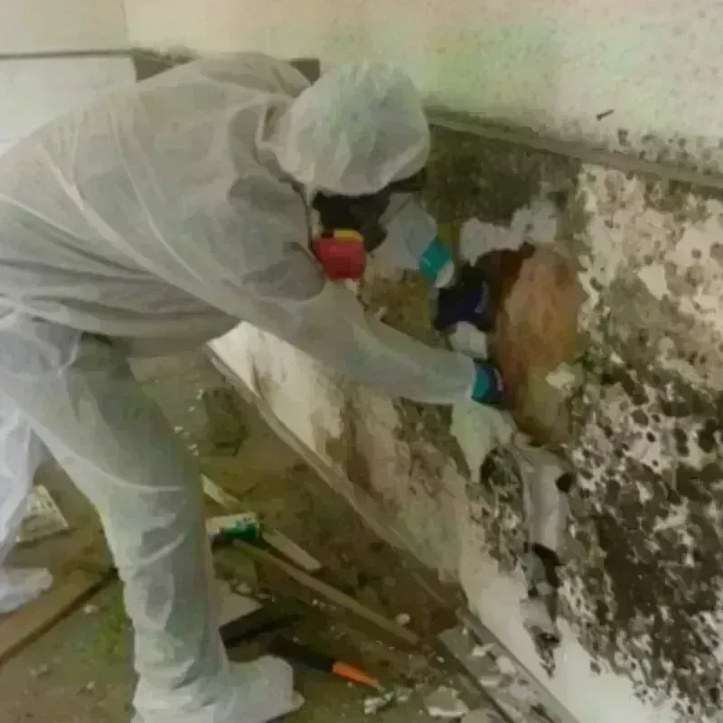 Mold Remediation and Removal in Harrison, MI